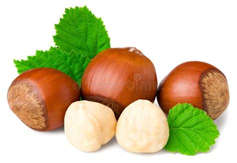 Hazelnuts With Green Leaf Isolated On White Background Stock Photo