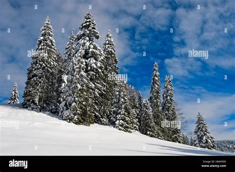 Winter Landscape With Snow Covered Coniferous Trees In The Swiss Jura