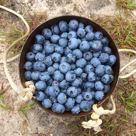 Fresh blueberries in the northern hemisphere **freezing in tray first helps freeze blueberries without getting mushy or squashing the berries at the bottom of the bag. Farm-Fresh Blueberry Compote - Jolly Tomato
