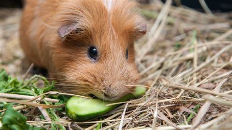 Ile żyje świnka Morska Zdrowie Charakterystyka Pets Style