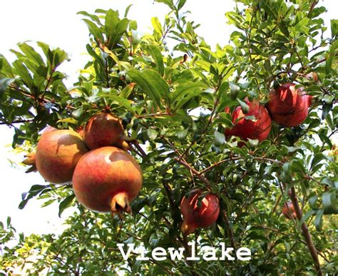 Cold Hardy Russian Pomegranate Tree For Fruits And Flowers Etsy
