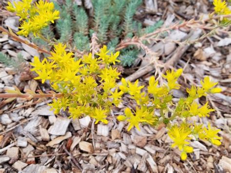 Sedum Blue Spruce Seeds Certified Organic Garden Hoard