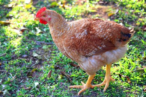 Foto Stok Gratis Tentang Ayam Ayam Betina Bidang Binatang Burung