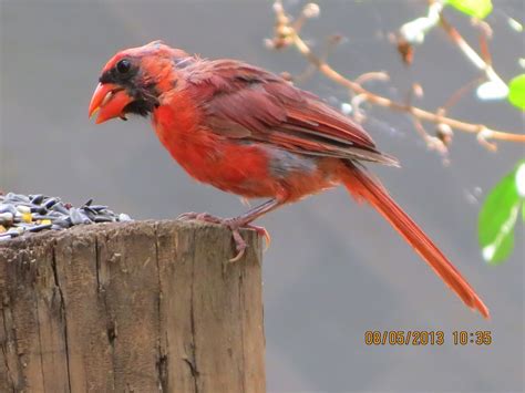 Katescabinbirdsanctuaryintexas The Baby Cardinals Are Molting And Look