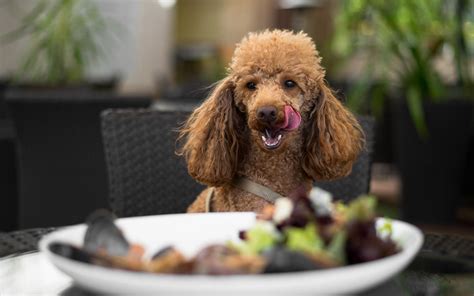 See 52,988 tripadvisor traveler reviews of 270 galveston island restaurants and search by cuisine, price, location, and more. Pet-Friendly Places in Abu Dhabi: Restaurants, Parks ...