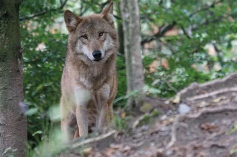 Can You Have A Wolf As A Pet Learn More About These Majestic Animals