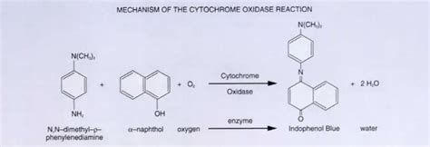Oxidase Test Principle Procedure Results • Microbe Online