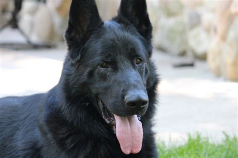 Today, gsds are not only considered as one of the most favorite household pets. German Shepherd Breeders in Michigan