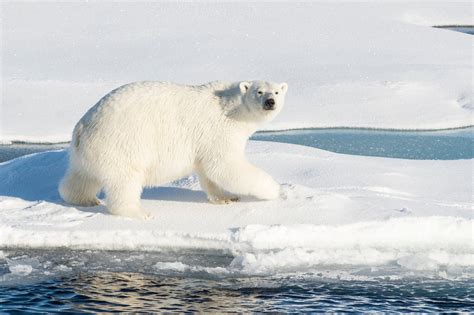 La photo choc d'un ours polaire squelettique émeut le web
