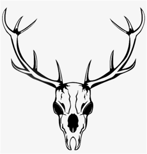 Whitetail Deer Skull Drawings Free Download On Clipartmag