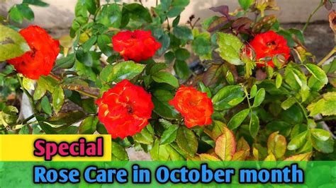 Special Rose Care In October Month How To Care Roses In October