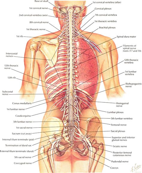 True ribs, false ribs, and floating ribs. Netter on Anatomy