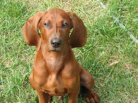 Red Coon Hound Puppies All About Redbone Coonhound Dog Breed Origin