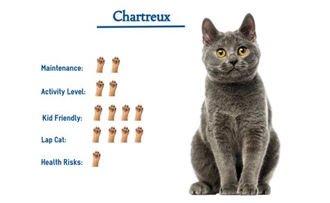 Chartreux Cat Breed Everything You Need To Know At A Glance