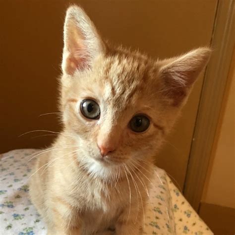 If you've been searching for cats or kittens for sale or adoption, there's a very good chance that you've stumbled. nci0275-butters-orange-tabby-female-kitten | Animal League