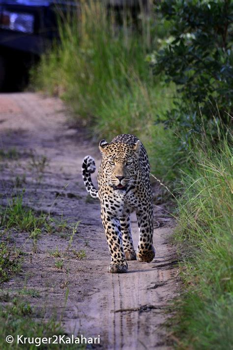 Leopard Walking In Road In Sabi Sand Game Reserve Naturephotography