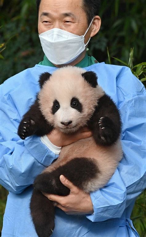 Sejarah Bayi Panda Kelahiran Korsel Pertama Diberi Nama Fu Bao