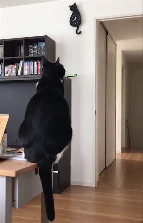 From swishing or wagging their tails from side to side, or raising them high in the air, cats a cat has around twenty vertebrae inside his furry tail. A Tuxedo Cat Adorably Mimics the Wagging Tail of a Cat ...