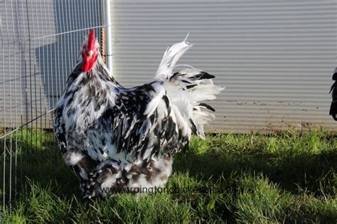 Spangled Black Mottled Orpington Chickens Essex Orpingtons Mottled Chickens Black