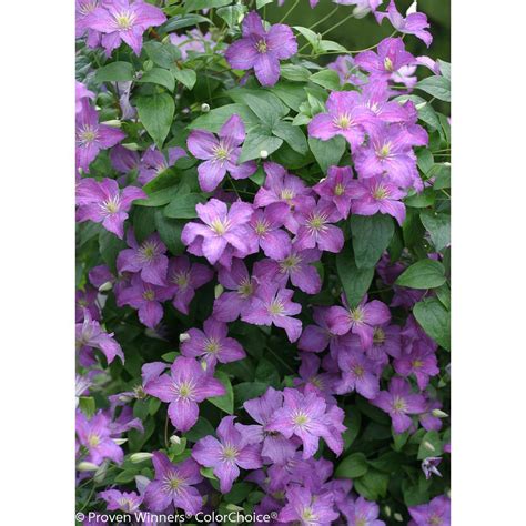 Capparis spinosa, the caper bush, also called flinders rose. Proven Winners 3 Gal. Jolly Good (Clematis) Live Shrub ...