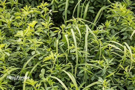 Revisiting Alfalfa Grass Mixtures Hay And Forage Magazine