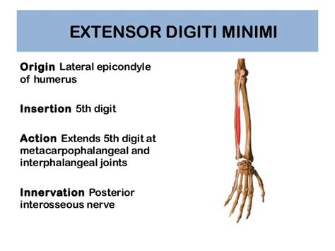 Extensor Digiti Minimi Origin Insertion Nerve Supply Action How