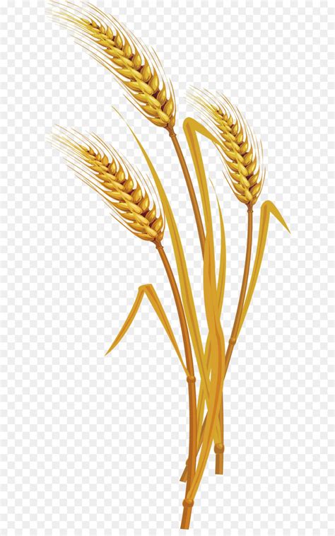 Wheat Vector Png At Vectorified Collection Of Wheat Vector Png