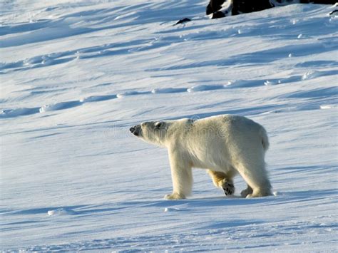 Polar Bear King Of The Arctic Stock Photo Image Of Wild Winter