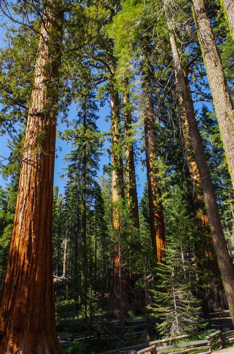 Национальный парк Yosemite лес секвойи Giants Стоковое Изображение