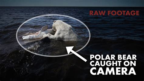 Killer Whales Eating Polar Bears