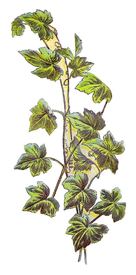 Antique Images Royalty Free Grape Vine Plant Leaves Image Botanical