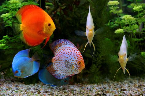 King Of The Aquarium Facts About Discus Fish Seatech Aquariums