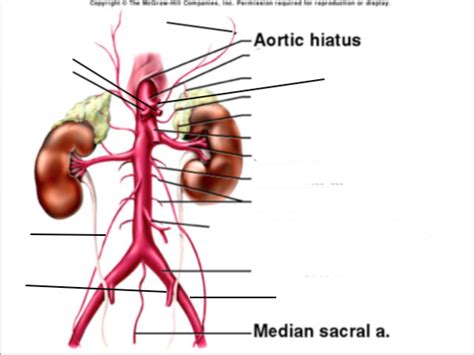 Abdominal Aorta Branches Diagram Quizlet