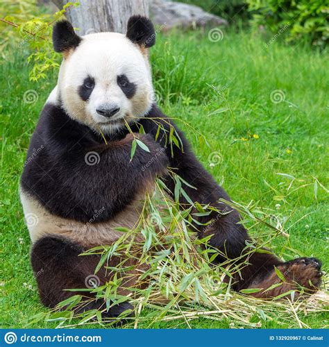 Giant Panda Bear Panda Stock Image Image Of Species 132920967