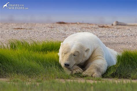 When Polar Bears Sleep Travel For Wildlife