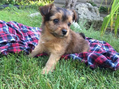 03/05/2013 parti poodles at play. Mini Poodle Yorkie Litter 28/07/2017 - Puppy ID #805 ...