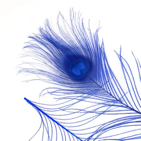 peacock feathers 5 to 100 pieces royal blue bleached dyed tails peacock feathers 8 to 15