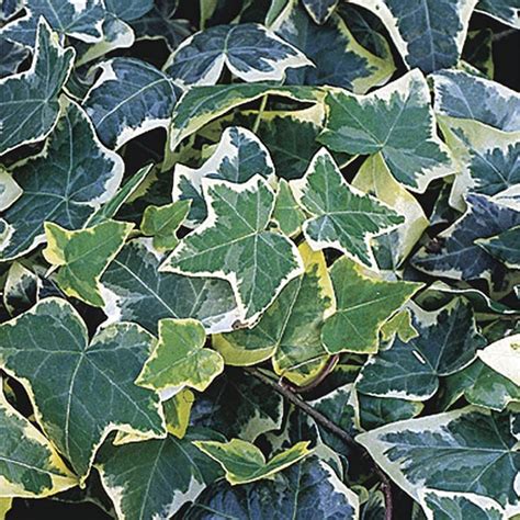 Variegated English Ivy Gold Child Hedera Helix My Garden Life