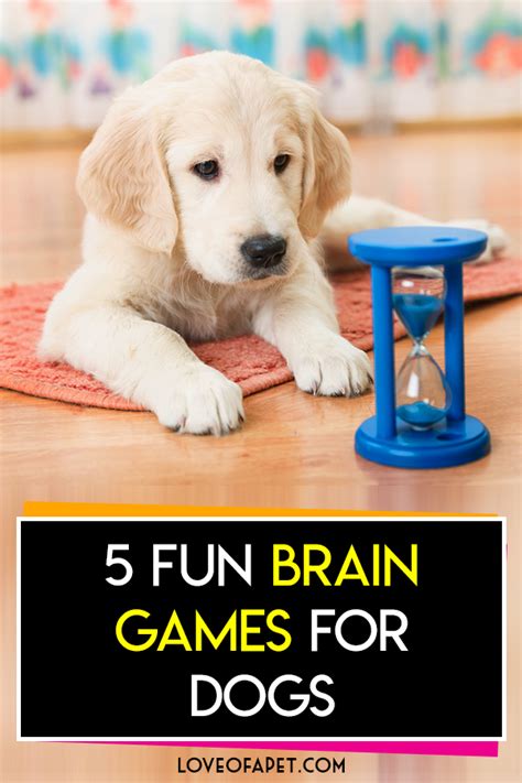 5 Fun Brain Games For Dogs Love Of A Pet Dog Brain Brain Games For