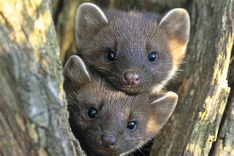 Pine Martens Return To Mid Wales Woods Shropshire Star
