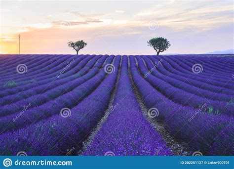 Lavender Field Sunset Landscape In Summer With Two Trees Near
