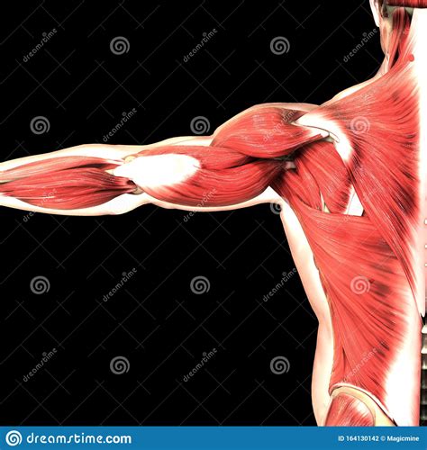 Muscles A Part Of Human Body Muscular System Anatomy Stock Illustration