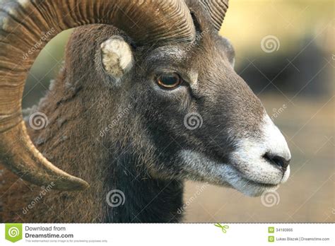 Mouflon Stock Photo Image Of Upper Body Wild Ovis 34180866