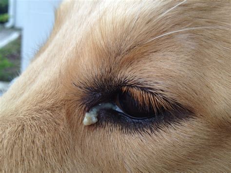 Eye Discharge Golden Retriever Dog Forums