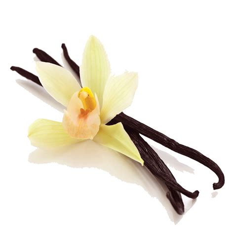 Vanilla Bean Png Picture Png Mart