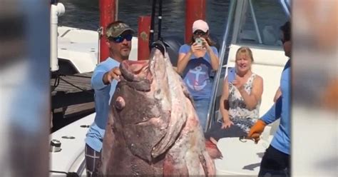 Florida Man Catches 347 Pound Fish