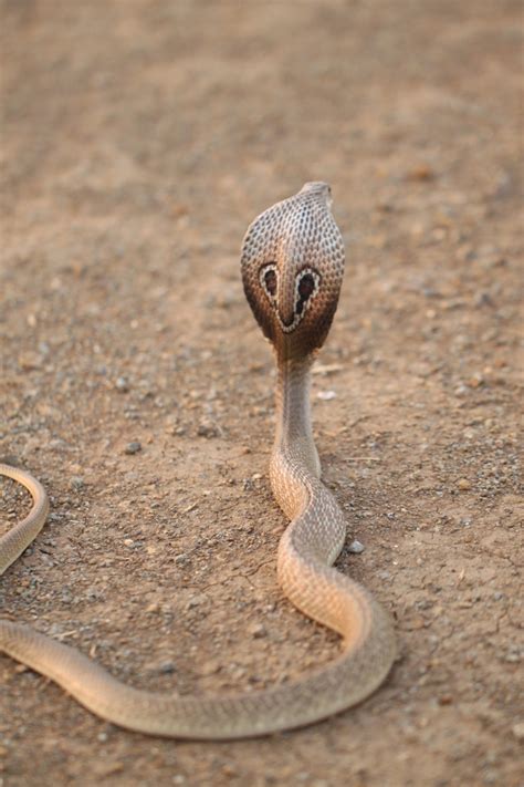 Indian Cobra Cute Reptiles Cobra Snake Indian Cobra