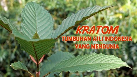 KRATOM Mitragyna Speciosa Tumbuhan Asli Indonesia Yang Mendunia YouTube