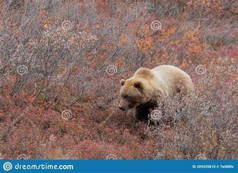 Grizzly Bear In Autumn In Denali National Park Stock Photo Image Of