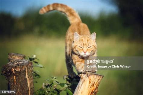 Orange Cat Stretching Photos And Premium High Res Pictures Getty Images